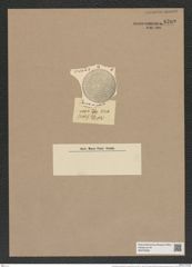 Coscinodiscus decrescens var. polaris Grun. (de-Toni-Nr.: Genus 202, Species 4989) Zeichnungen Sammlung Grunow Nr. 8702 (NHMW-BOT-W0378268)